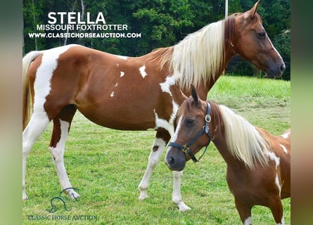 Missouri Foxtrotter, Giumenta, 10 Anni, 152 cm, Sauro ciliegia