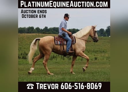 Missouri Foxtrotter, Giumenta, 12 Anni, Palomino