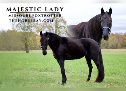 Missouri Foxtrotter, Giumenta, 17 Anni, 152 cm, Morello