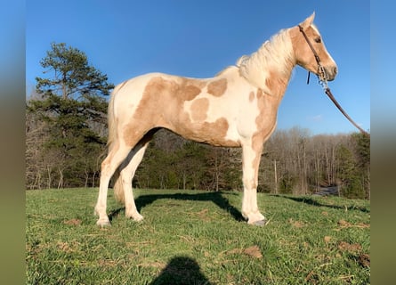 Missouri Foxtrotter, Giumenta, 9 Anni, 142 cm, Tobiano-tutti i colori