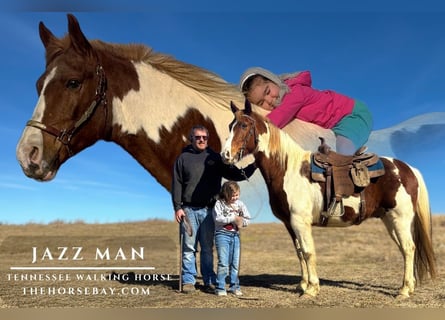 Missouri Foxtrotter, Hongre, 10 Ans, 157 cm, Tobiano-toutes couleurs