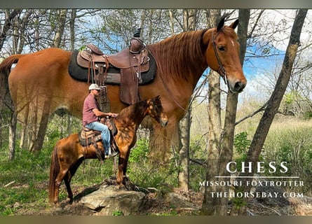 Missouri Foxtrotter, Hongre, 11 Ans, 155 cm, Alezan cuivré