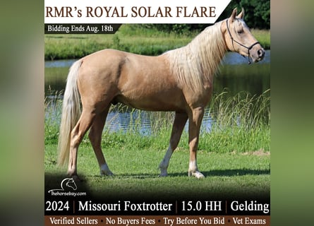 Missouri Foxtrotter, Hongre, 2 Ans, 152 cm, Palomino
