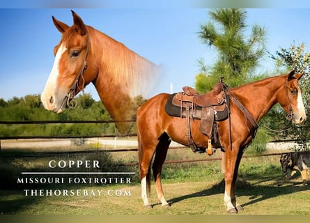 Missouri Foxtrotter, Hongre, 4 Ans, 150 cm, Alezan cuivré