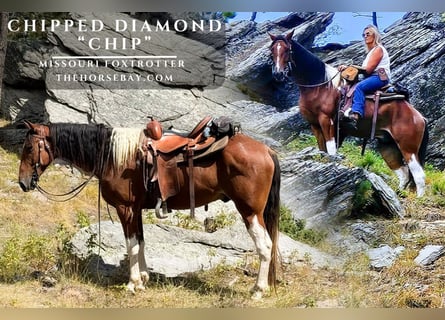 Missouri Foxtrotter, Hongre, 4 Ans, 152 cm, Bai cerise