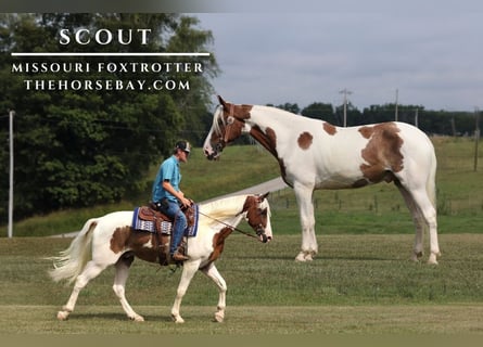 Missouri Foxtrotter, Hongre, 4 Ans, 160 cm, Rouan Rouge