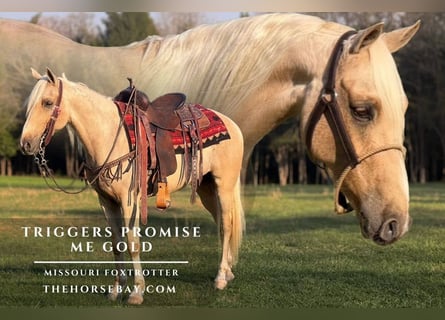 Missouri Foxtrotter, Hongre, 5 Ans, 147 cm, Palomino
