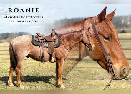 Missouri Foxtrotter, Hongre, 5 Ans, 152 cm, Rouan Rouge