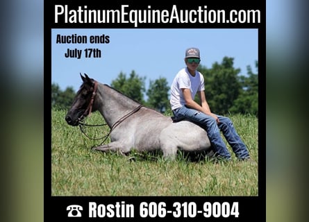 Missouri Foxtrotter, Hongre, 6 Ans, 147 cm, Rouan Bleu
