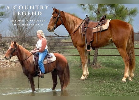 Missouri Foxtrotter, Hongre, 6 Ans, 152 cm, Alezan cuivré