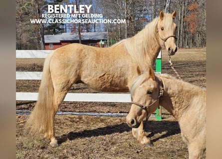 Missouri Foxtrotter, Hongre, 7 Ans, 152 cm, Palomino