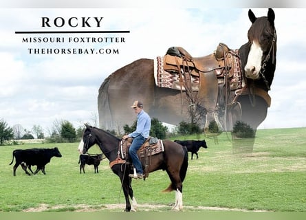 Missouri Foxtrotter, Hongre, 7 Ans, 155 cm, Noir