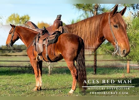 Missouri Foxtrotter, Hongre, 9 Ans, 160 cm, Alezan cuivré