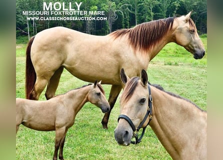 Missouri Foxtrotter, Jument, 10 Ans, 142 cm, Buckskin