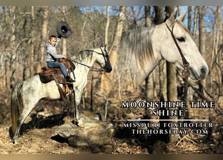 Missouri Foxtrotter, Jument, 10 Ans, 152 cm, Gris