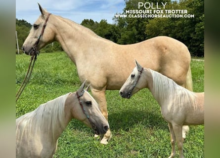 Missouri Foxtrotter, Jument, 10 Ans, 152 cm, Palomino