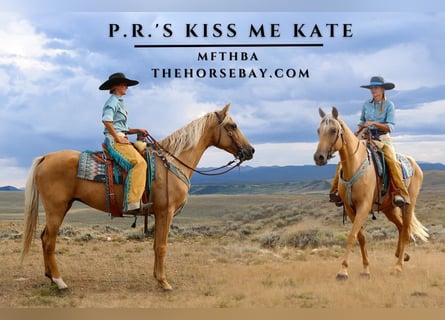 Missouri Foxtrotter, Jument, 11 Ans, 157 cm, Palomino