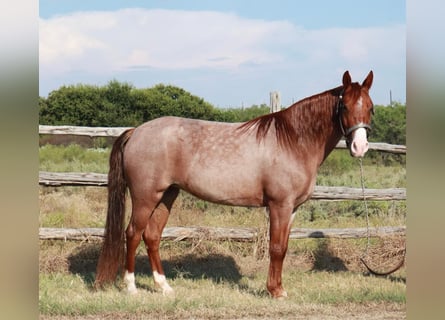 Missouri Foxtrotter, Jument, 4 Ans, 135 cm, Rouan Rouge