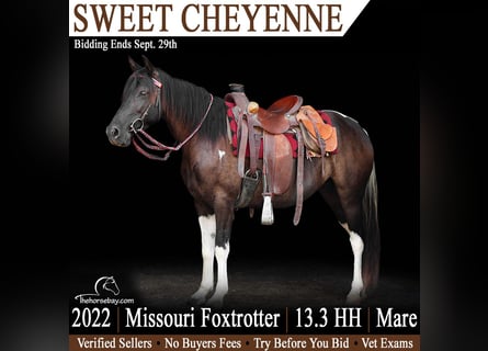Missouri Foxtrotter, Jument, 4 Ans, 140 cm, Noir