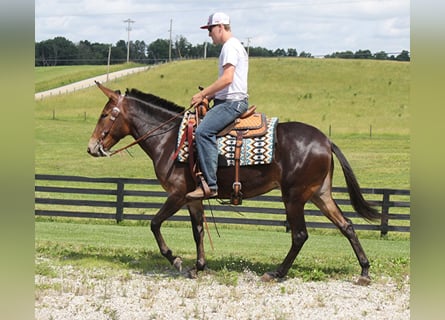 Missouri Foxtrotter, Jument, 8 Ans, Bai cerise