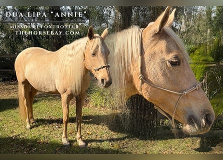Missouri Foxtrotter, Jument, 9 Ans, 147 cm, Palomino