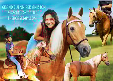 Missouri Foxtrotter, Mare, 10 years, 15 hh, Palomino