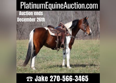Missouri Foxtrotter, Mare, 11 years, 14,2 hh, Tobiano-all-colors