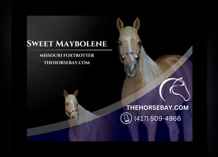 Missouri Foxtrotter, Mare, 11 years, Palomino