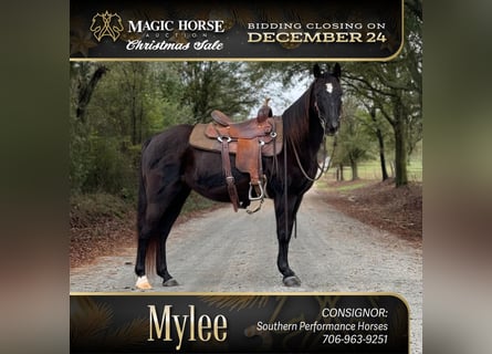 Missouri Foxtrotter, Mare, 12 years, 14 hh, Black