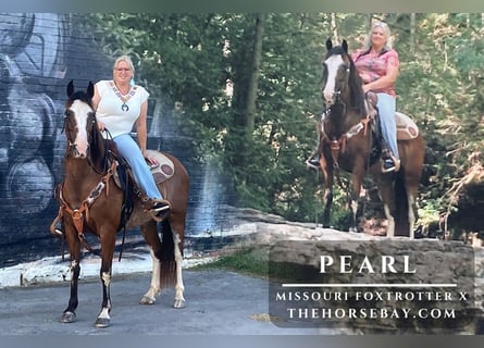Missouri Foxtrotter Mix, Mare, 12 years, 14 hh, Roan-Bay