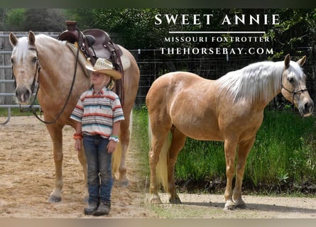 Missouri Foxtrotter, Mare, 12 years, 15 hh, Palomino