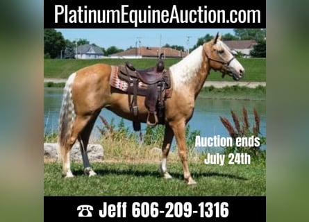Missouri Foxtrotter, Mare, 14 years, 15,1 hh, Palomino