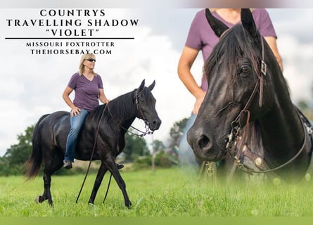 Missouri Foxtrotter, Mare, 15 years, 15 hh, Black