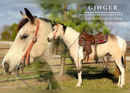 Missouri Foxtrotter, Mare, 4 years, Buckskin
