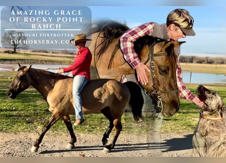 Missouri Foxtrotter, Mare, 6 years, Grullo