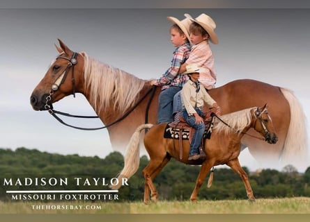 Missouri Foxtrotter, Mare, 8 years, 14,2 hh, Palomino
