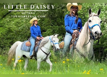 Missouri Foxtrotter, Mare, 9 years, 14,2 hh, Gray