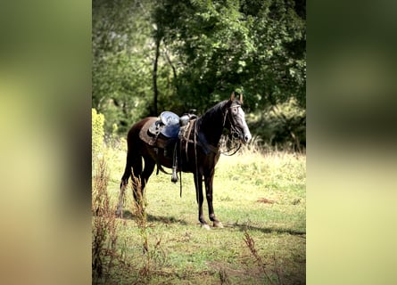 Missouri Foxtrotter, Merrie, 13 Jaar, 142 cm, Sabino
