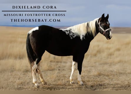 Missouri Foxtrotter Mix, Merrie, 15 Jaar, 155 cm, Tobiano-alle-kleuren