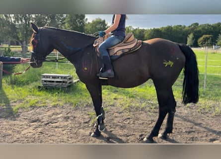 Missouri Foxtrotter, Merrie, 17 Jaar, 148 cm, Zwart