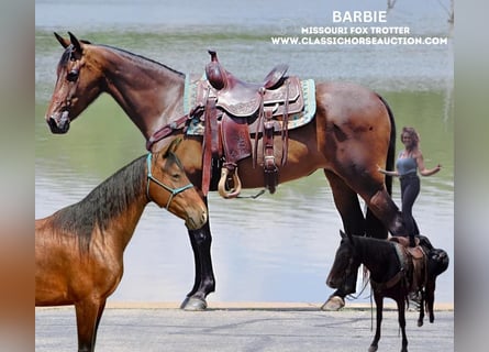 Missouri Foxtrotter, Merrie, 4 Jaar, 152 cm, Roodbruin