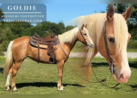 Missouri Foxtrotter, Merrie, 9 Jaar, 152 cm, Palomino