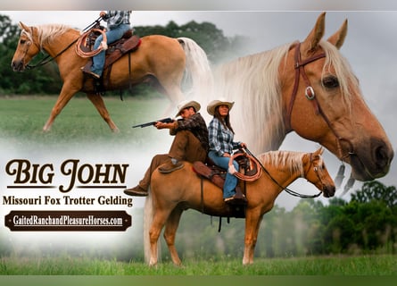 Missouri Foxtrotter, Ruin, 10 Jaar, 155 cm, Palomino