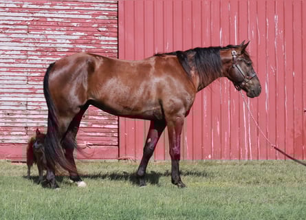 Missouri Foxtrotter, Ruin, 4 Jaar, Zwart