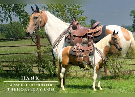 Missouri Foxtrotter, Ruin, 7 Jaar, 150 cm, Tobiano-alle-kleuren