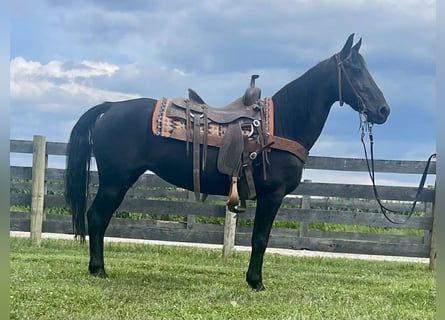 Missouri Foxtrotter, Stute, 11 Jahre, 142 cm, Rappe