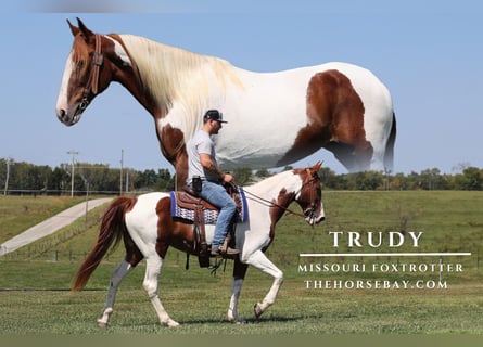 Missouri Foxtrotter, Stute, 13 Jahre, 165 cm, Tobiano-alle-Farben