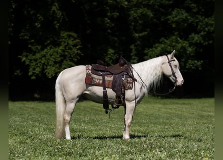 Missouri Foxtrotter, Stute, 14 Jahre, 142 cm, Cremello