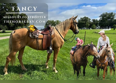 Missouri Foxtrotter, Stute, 14 Jahre, 150 cm, Palomino