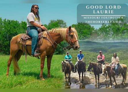 Missouri Foxtrotter, Stute, 5 Jahre, 147 cm, Palomino